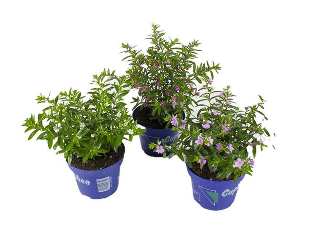 Obrázek produktu Cuphea hyssopifolia K11 mix