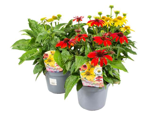 Obrázek produktu Echinacea K19 Floral Dreams