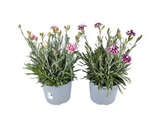 Dianthus mix K12