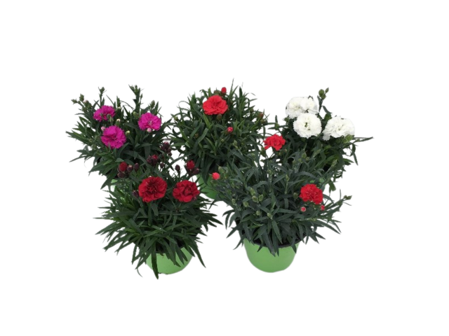 Obrázek produktu Dianthus mix K12