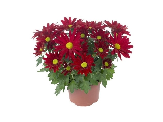 Obrázek produktu Chrysanthéma řízená K11