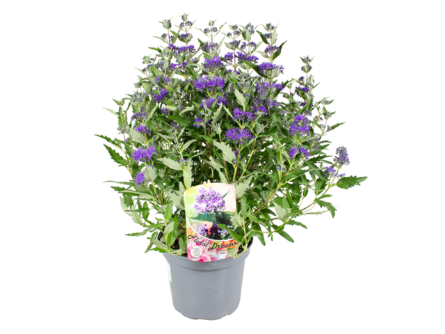 Obrázek produktu Caryopteris Calndon K19 Floral Dreams