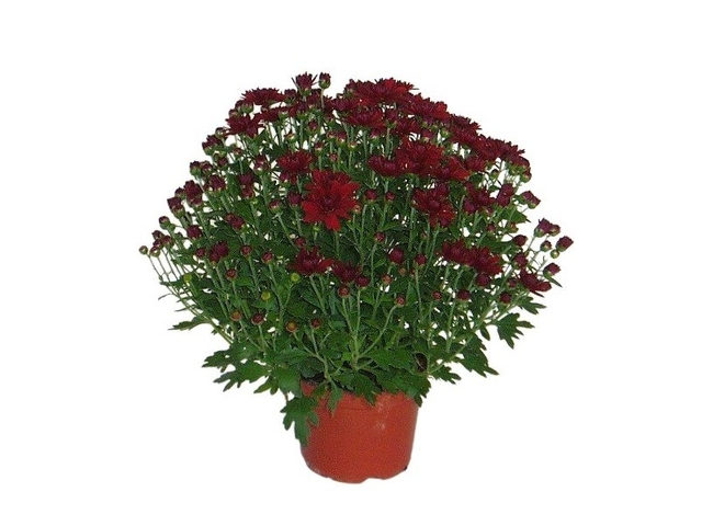 Obrázek produktu Chryzanthéma multiflora K12