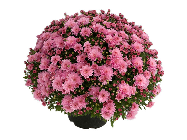 Obrázek produktu Chrysanthemum multiflora (Chryzantéma) K19