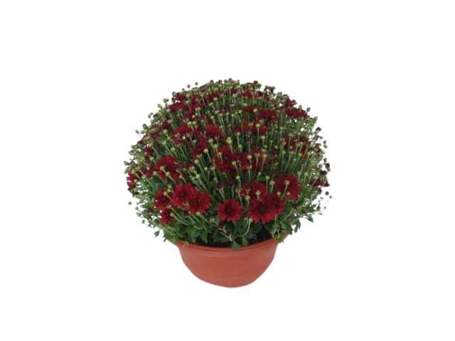Obrázek produktu Chrysanthemum multiflora (Chryzantéma) miska K27