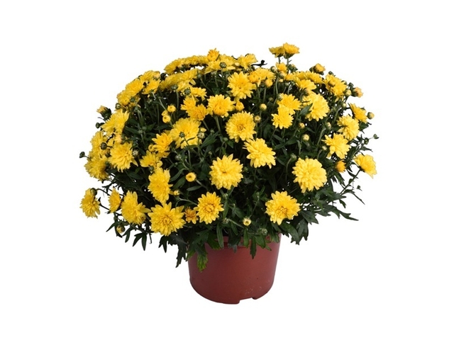 Obrázek produktu Chryzanthéma multiflora K19