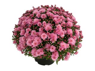 Chryzanthéma multiflora K19