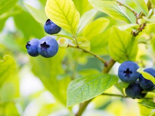 Vaccinium corymbosum mix K2l, 40-60cm