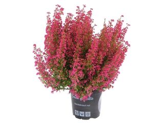 Erica gracilis Premium K11
