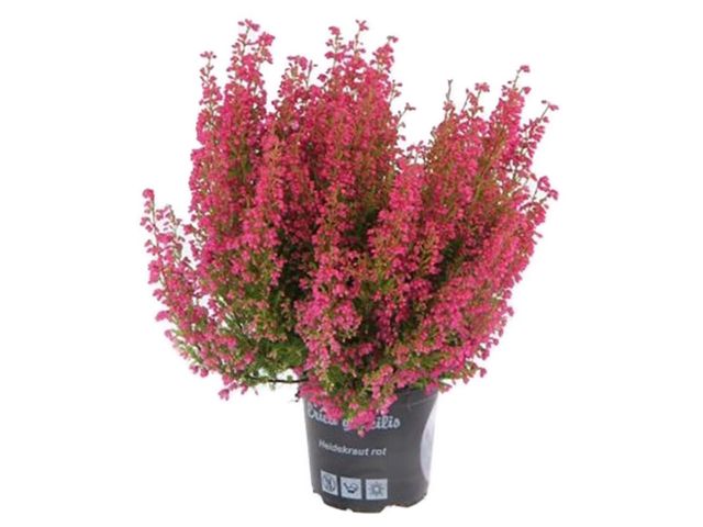 Obrázek produktu Erica gracilis Premium K11