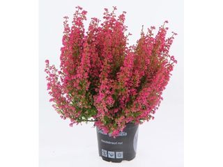 Erica gracilis Premium K11