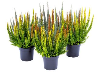 Calluna vulgaris Skyline Trio K10,5