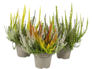Calluna vulgaris Sunset Trio K11
