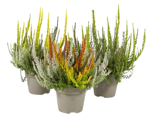 Obrázek produktu Calluna vulgaris Sunset Trio K11