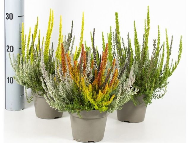 Obrázek produktu Calluna vulgaris Sunset Trio K11