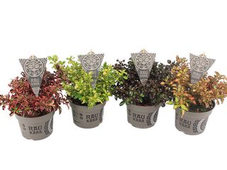 Coprosma Rau Kara K13