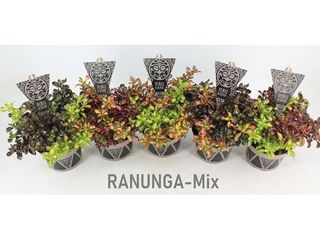 Coprosma Rau Kara K17