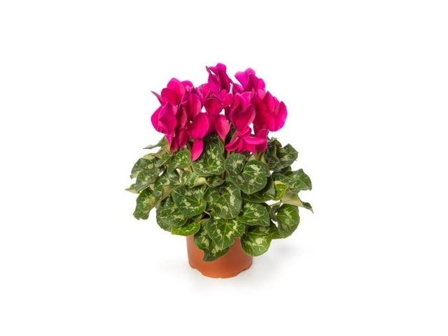 Obrázek produktu Cyclamen K12