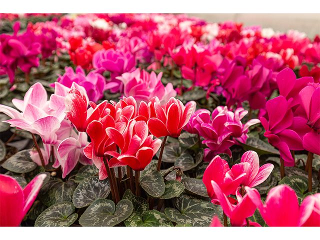 Obrázek produktu Cyclamen mini K10