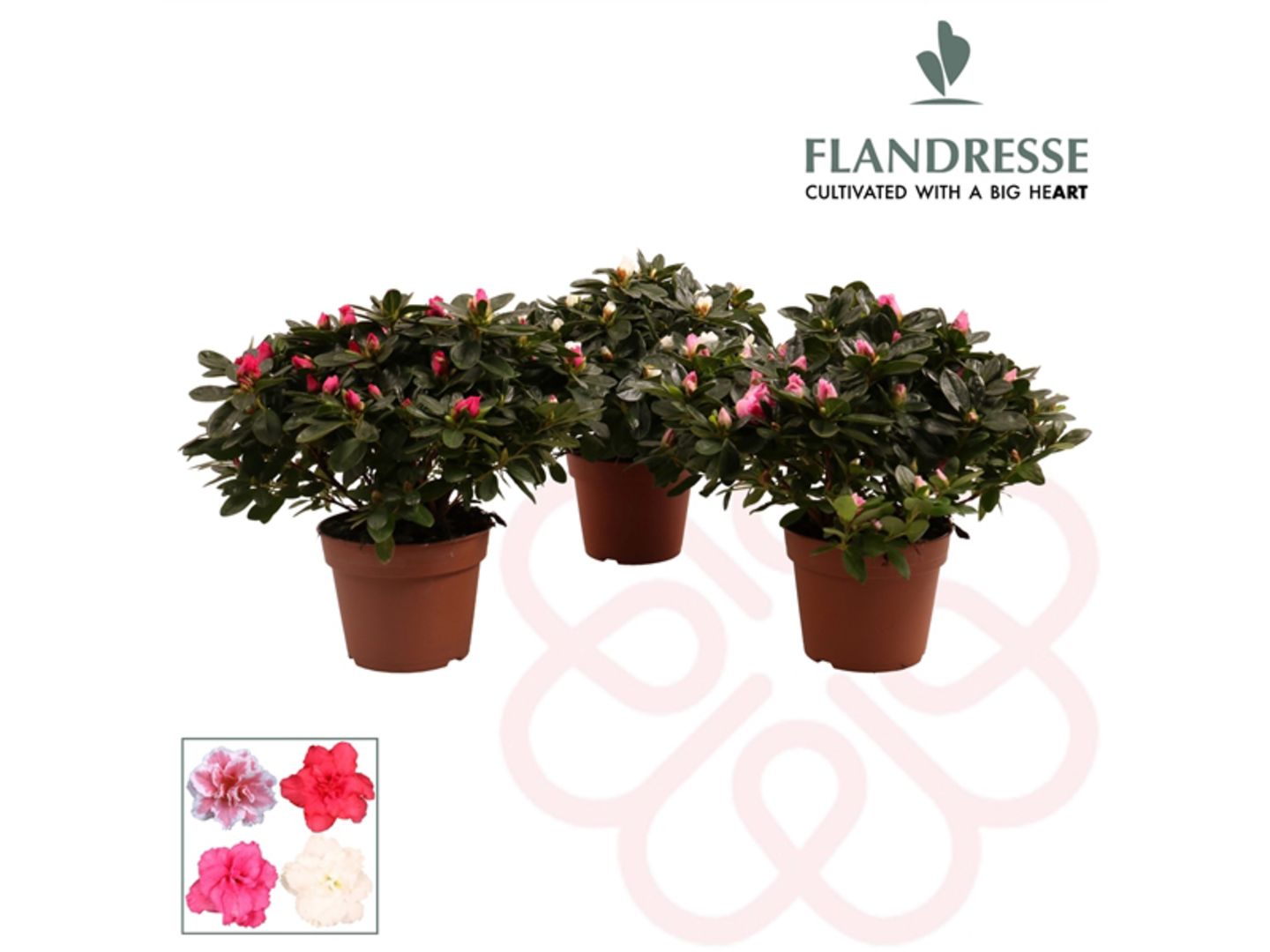 Azalea Flandresse K12 mix barev