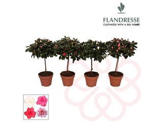 Azalea Flandresse mix na kmínku K13