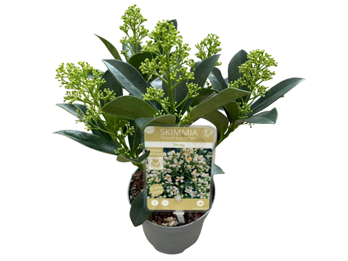 Skimmia japonica Finchy K10