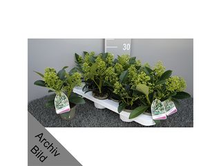 Skimmia japonica Finchy K10