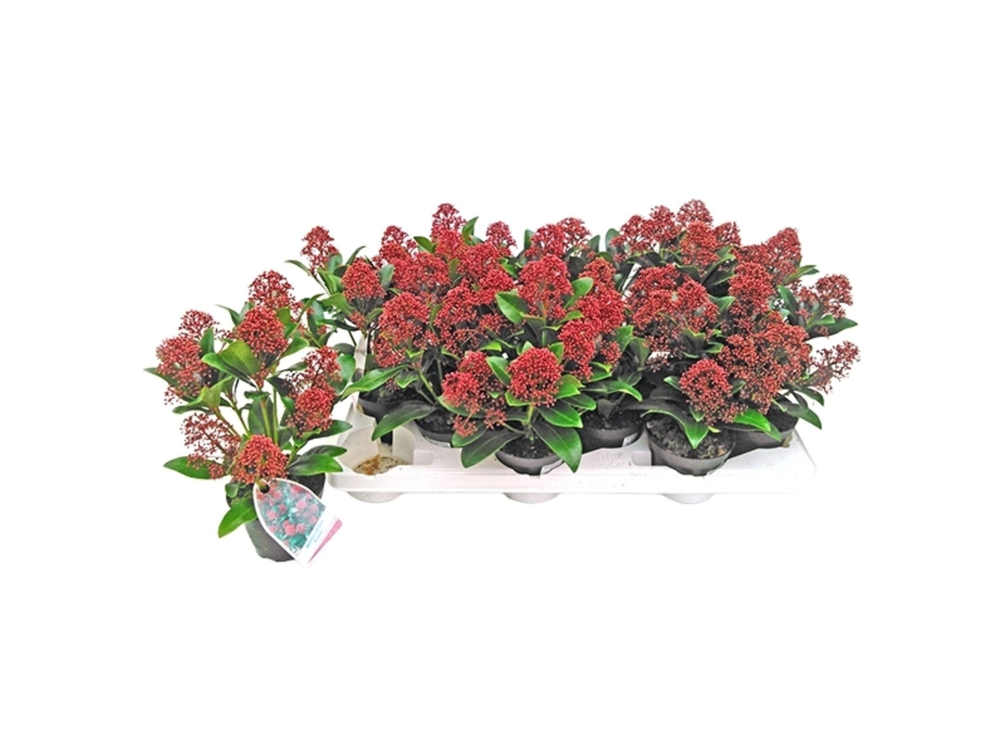 Skimmia japonica Rubella K10
