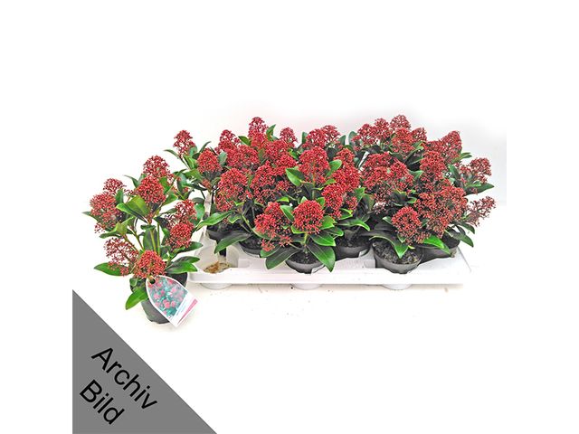 Obrázek produktu Skimmia japonica Rubella K10