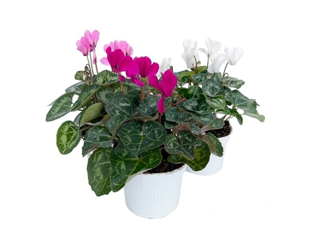 Obrázek produktu Cyclamen midi K10