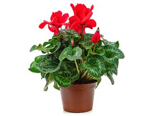 Cyclamen mini K10