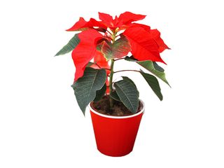 Poinsettia jednovýhonová K9