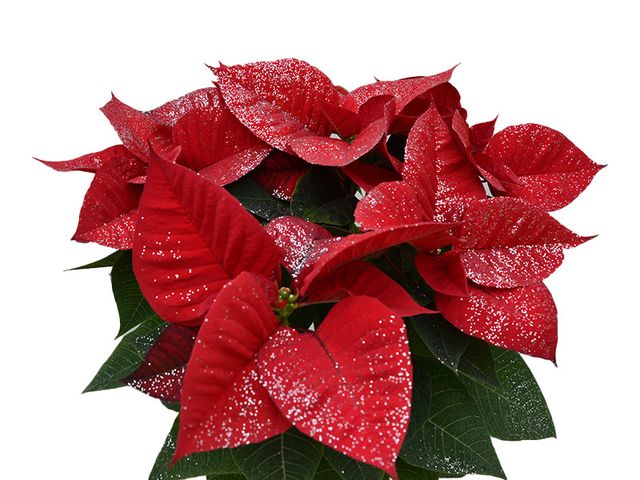 Obrázek produktu Poinsettia jednovýhonová glitter K9