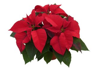 Poinsettia vícevýhonová K12