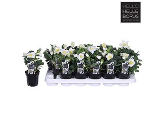 Helleborus niger Christmas Carol K9 XL