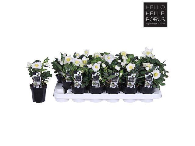 Obrázek produktu Helleborus niger Christmas Carol K9 XL