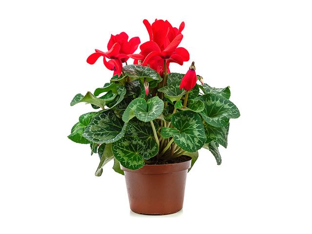 Obrázek produktu Cyclamen mini K8,5