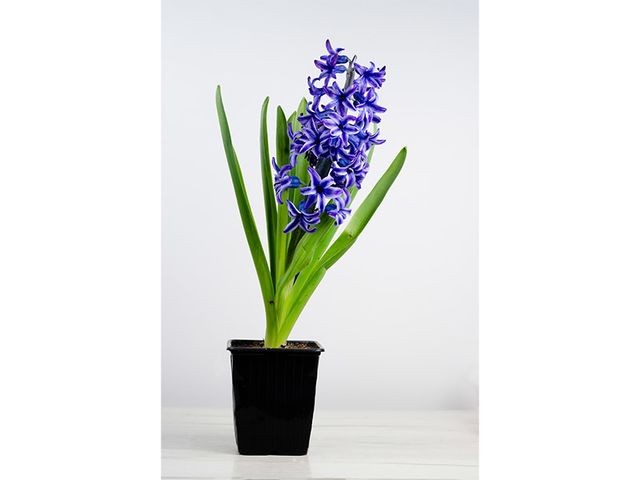 Obrázek produktu Hyacinthus orientalis K9