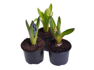 Hyacinthus orientalis K9