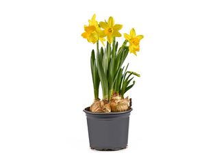 Narcissus Tete a Tete K11