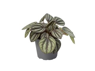 Peperomia Caperata mix K6