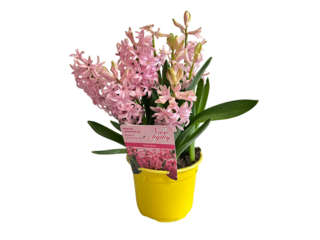 Hyacint multiflora K12