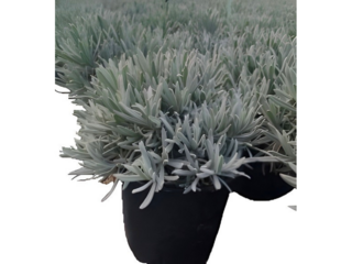 Lavandula angustifolia K14
