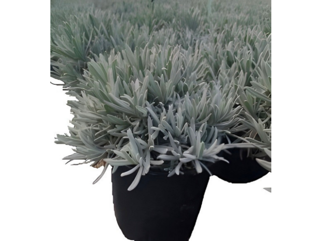 Obrázek produktu Lavandula angustifolia K14