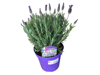 Lavandula Stoechas K14