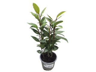 Laurus Nobilis K9