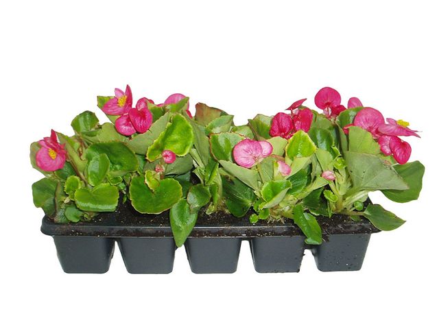Obrázek produktu Begonia semperflorens 10 pack