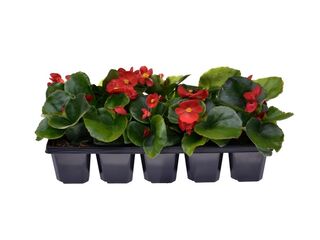 Begonia semperflorens 10-pack