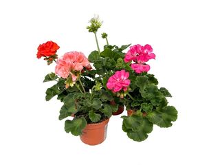 Pelargonium zonale K12
