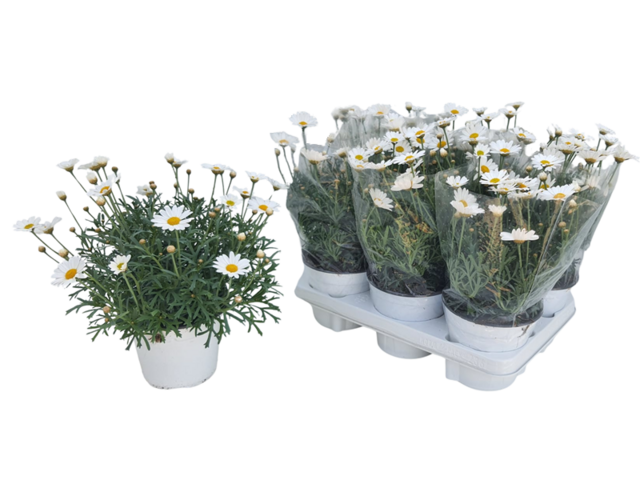 Obrázek produktu Argyranthemum frutescens bílé K14